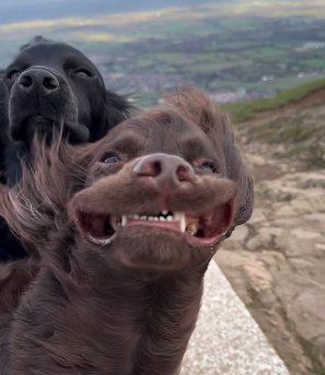 Dog in The Wind