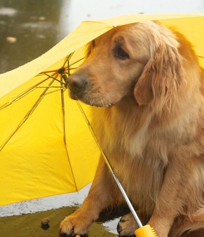 Dog in The Rain With Umbrella