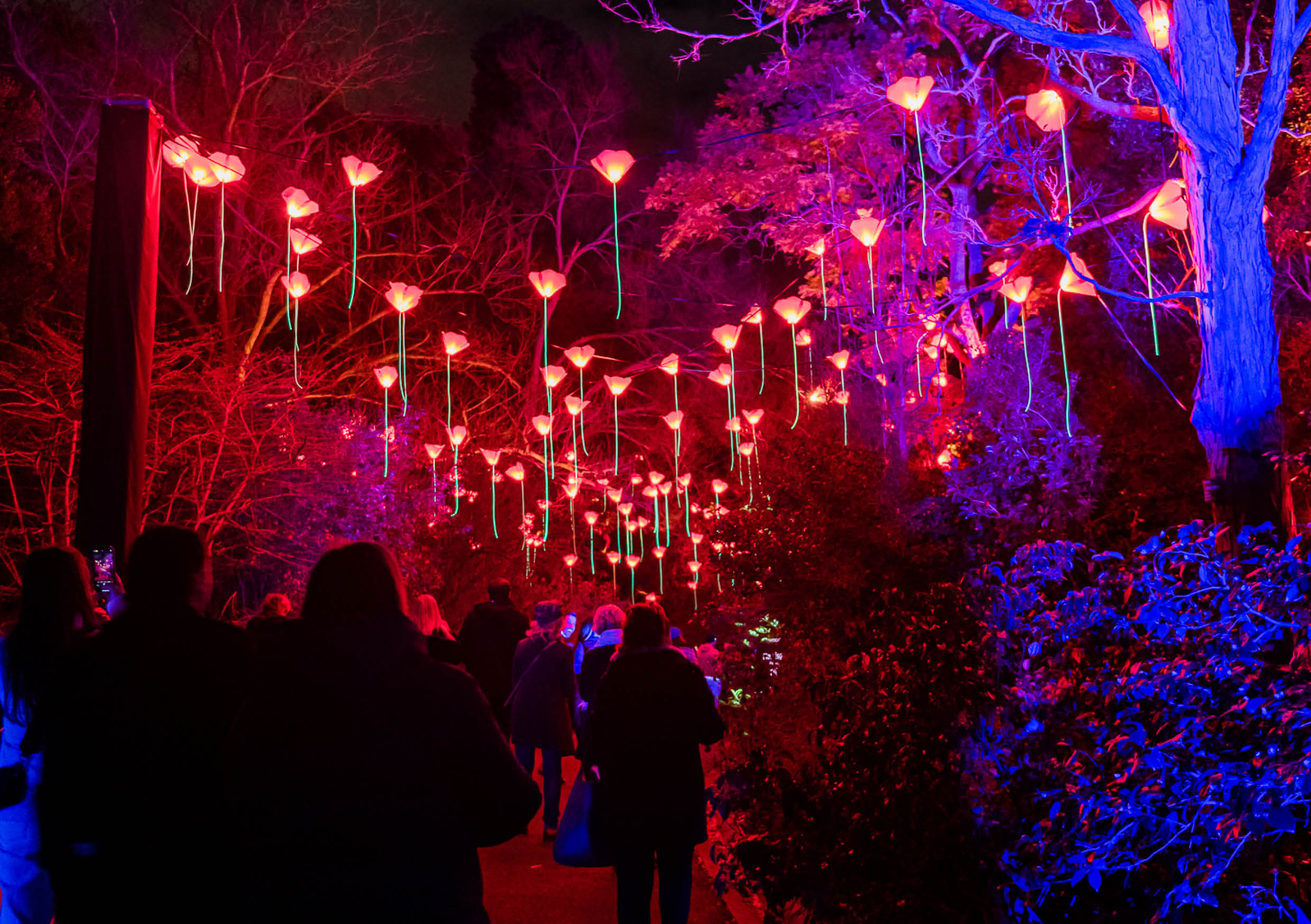 Lightscape at Kings Park Perth